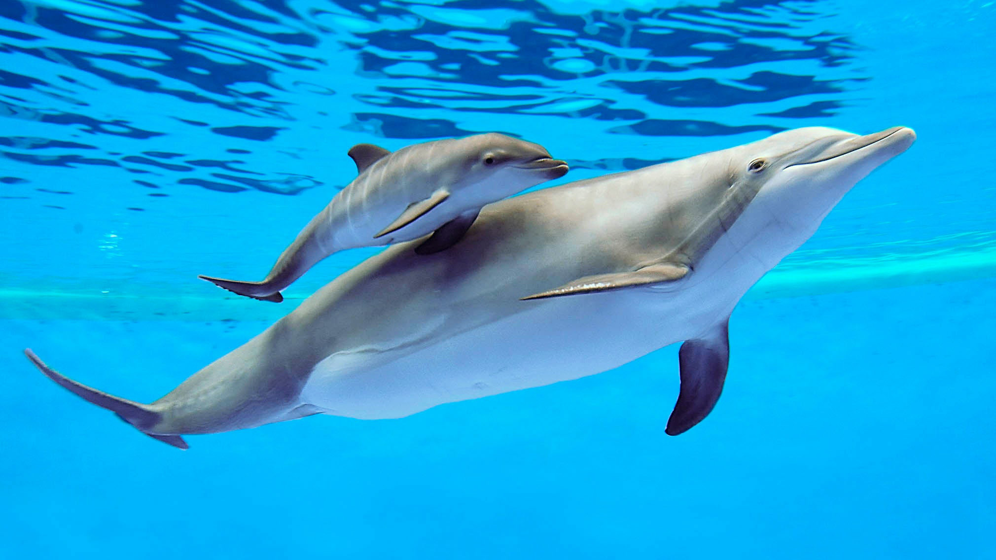 Дельфин живет в воде. Дельфин-Афалина. Черноморская Афалина. Дельфины афалины. Афалина большой Дельфин.